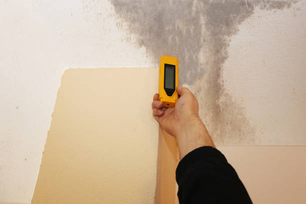 Best Commercial Mold Inspection  in New Bremen, OH