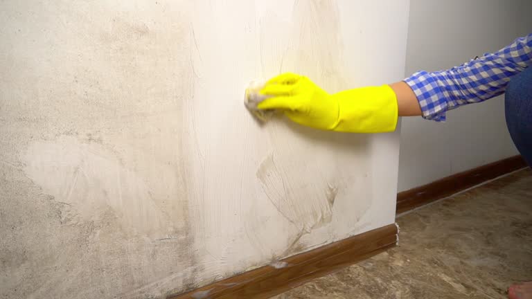 Best Water Damage & Mold Remediation  in New Bremen, OH