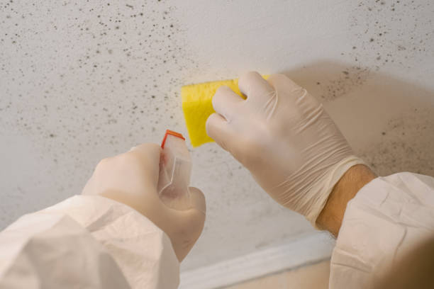 Reliable New Bremen, OH Mold Removal Solutions