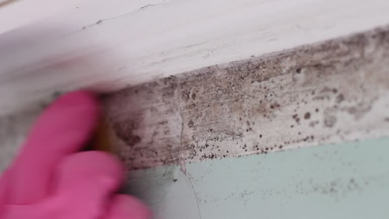 Best Mold-Related Health Consultation  in New Bremen, OH